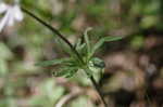 Thimbleweed